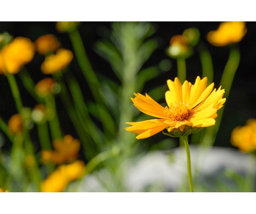 Early Sunrise Coreopsis